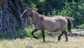 Grulla Wild Horse Mustang mare trotting in the Pryor Mountains Wild Horse Range on the border of Wyoming