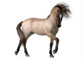 Grulla Dun Horse