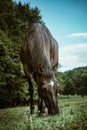 Grulla Dun Quarter Horse At Pasture in the Summertime Royalty Free Stock Photo