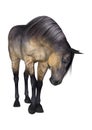 Grulla Horse on White Royalty Free Stock Photo