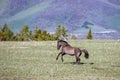 Grullo Wild Horse Mustang bucking while running in Montana United States Royalty Free Stock Photo