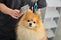 A grummer combs the wool of a Pomeranian with a brush.