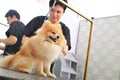 A grummer combs the wool of a Pomeranian with a brush.