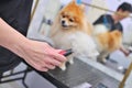 A grummer combs the wool of a Pomeranian with a brush.