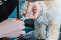 A grummer cuts and grinds the claws of a poodle dog.