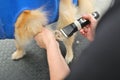 A grummer cuts the paw of a Pomeranian dog with a trimmer.