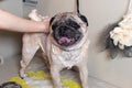 A grummer washes a small beige pug dog