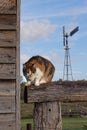 Grumpy angry calico cat on a wooden fence railing