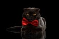 Grumpy Black Cat Lying with bow tie on Mirror Royalty Free Stock Photo