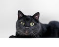 A grumpy black shorthair cat looking at the camera