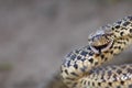 Grumpy Bull snake