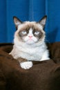 Grumpy cat classic meme