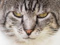 Grumpy Cat Portrait Royalty Free Stock Photo