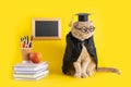 Grumpy cat student on yellow background with books and blackboard. Back to school, Teacher`s Day, Gradiation, fail the exam, 1
