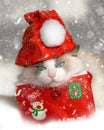 Grumpy Christmas cat with hat and letter in snow