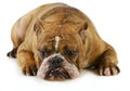 Grumpy dog Royalty Free Stock Photo