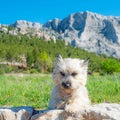 grumpy dog in front of a mountain Royalty Free Stock Photo