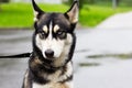 Grumpy dog in the rain, siberian husky