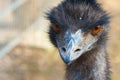 Grumpy Emu frontal