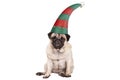 Grumpy faced pug puppy dog with elf hat for Christmas, sitting down,