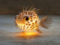 Small, yellow fish glowing with a sad face Royalty Free Stock Photo