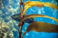 Grumpy fish in an underwater landscape Royalty Free Stock Photo