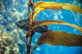 Grumpy fish in an underwater landscape