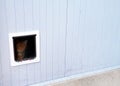 A grumpy ginger cat in a little window. Background.