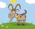 Grumpy Goat Cartoon Mascot Character On A Meadow.
