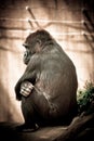 Grumpy gorilla