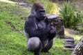 grumpy gorilla