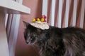 Grumpy Grey Cat in a Crochet Hat with Lemons and Flowers Sitting on a White Chair Royalty Free Stock Photo