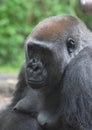 Grumpy Looking Adult Mountain Gorilla