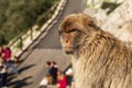 grumpy looking Barbary macaque monkey on the Rock of Gibraltar