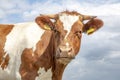 Grumpy looking cow, horned, brown red pied, blue cloudy sky