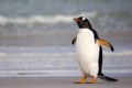 Grumpy looking Gentoo Penguin. Falkland Islands. Royalty Free Stock Photo