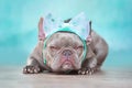 Grumpy looking French Bulldog dog wearing ribbon headband in front of blue wall