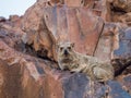 Grumpy looking rock hyrax laying on red rock looking at camera, Palmwag Concession, Namibia, Africa