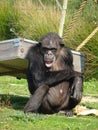 Grumpy monkey Royalty Free Stock Photo