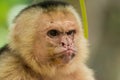 Grumpy monkey Royalty Free Stock Photo