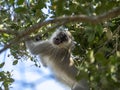 Grumpy monkey says stay away from my fruit Royalty Free Stock Photo