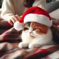 grumpy multicolored Cat in Santa Hat lying on the plaid and the female owner knees