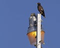 Lamplight Mynah  Warden Royalty Free Stock Photo