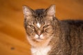 Grumpy Old Cat Glaring at Camera Royalty Free Stock Photo