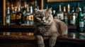 Grumpy old scottish cat close-up on a wooden counter in an old bar, AI generated