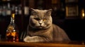 Grumpy old scottish cat close-up on a wooden counter in old bar, pet care. AI generated