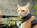 A grumpy orange tabby cat wearing a harness looks on with a determined expression, surrounded by potted plants. Royalty Free Stock Photo