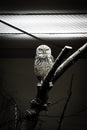Grumpy owl stares at something Royalty Free Stock Photo