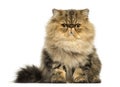 Grumpy Persian cat facing, looking at the camera Royalty Free Stock Photo