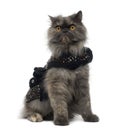 Grumpy Persian cat wearing a shiny harness, sitting Royalty Free Stock Photo